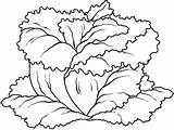 Alface Lechuga Lettuce Folhas Colorir Imprimir Vegetables Tudodesenhos Crespa Maggio sketch template