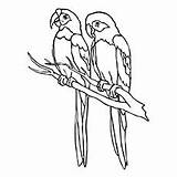 Coloring Parrot Amazon Pages Parrots Color Cute Designlooter Pic 230px 14kb sketch template