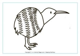 kiwi colouring page  bird coloring pages coloring pages color