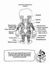 Muscles Anatomie Physiology Muscular Workbook Popular Mario Coloringhome sketch template