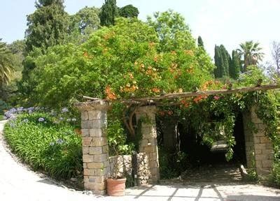 Il suo nome fu coniato da plinio che . pergolati da giardino - pergole e tettoie da giardino