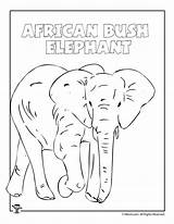 Elephant Bush African sketch template