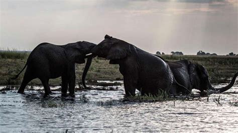 Botswana Closer To Lifting Ban On Elephant Hunting The East African