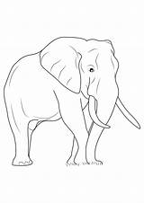 Elefante Elefanti Pianetabambini Animali Realistici Vitalcom sketch template