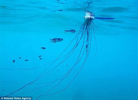 Deadly Portuguese Man Of War Could Be Invading Uk Beaches