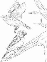 Sparrow Sparrows Gorriones Burgess Supercoloring sketch template
