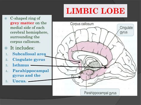 Ppt Thalamus And Limbic System Powerpoint Presentation Free Download