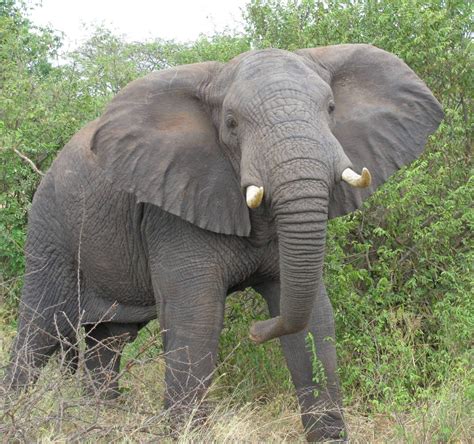 fantastica animal  african elephant