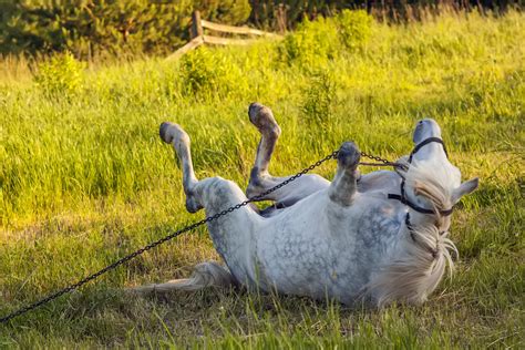 colic  horses symptoms  diagnosis treatment recovery