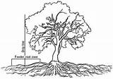 Mangrove Getdrawings sketch template