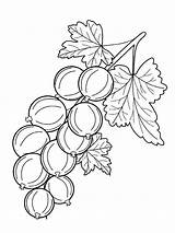 Coloring Pages Gooseberry Berries Recommended sketch template