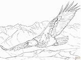 Eagle Coloring Pages Getcolorings Bald sketch template