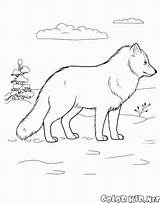 Arctic Fox Coloring Pages Animals Colorkid sketch template
