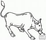 Bull Bucking Drawing Coloring Pages Getdrawings sketch template