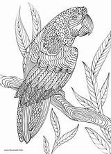 Coloring Pages Birds Adult Zentangle Mandala Bird Printable Adults Animals Parrot Choose Favoreads Club Board Colouring Book Read sketch template