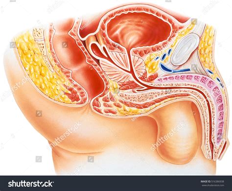 Pelvis Male Anatomy Of The Male Urinary And Reproductive