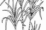 Sugarcane Paintingvalley Cane Fiji sketch template