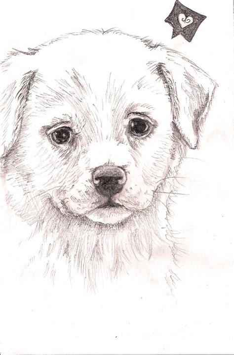 puppy drawing  fentown  deviantart