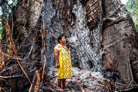 deforestation hits home indigenous communities fight   future