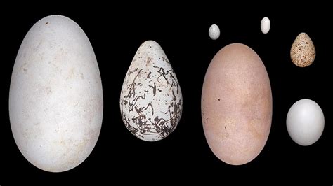 scientists   worked   eggs   shape  eggs youtube