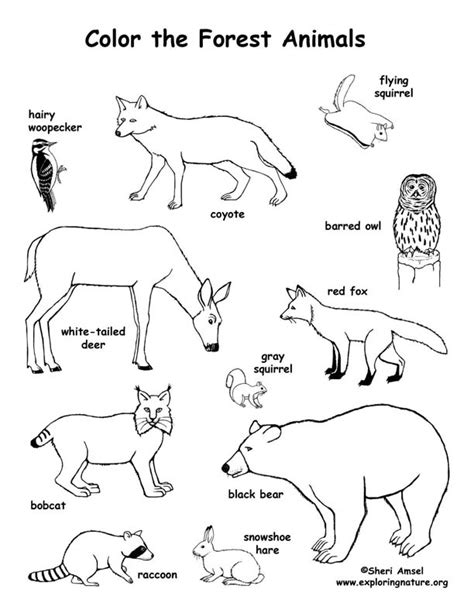 forest animals coloring page exploring nature educational resource