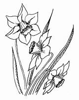 Daffodil Daffodils Coloringhome Kindpng sketch template