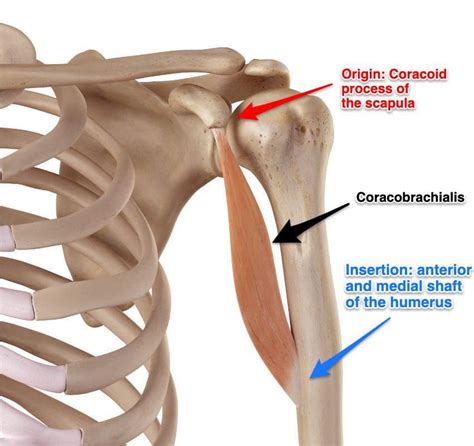 trigger points affecting  upper arm muscles el paso tx sciatica