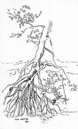 Mangrove Sketch Wetland Tree Drawing 2009 Dec Buloh Sungei Reserve Zoro Getdrawings Paintingvalley Sketches sketch template