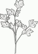 Parsley Spices Colouring Coriander Hierbas Mewarna Colorir Cilantro Sayur Sayuran sketch template