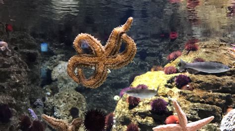 sea star   happened   starfish