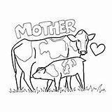 Coloring Pages Breastfeeding Cow Heifer Realistic Getcolorings Printabl Printable sketch template