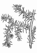 Malvorlage Pianta Colorare Pflanze Disegno Coloriage Plante Ausmalbild Abbildung Herunterladen Schulbilder sketch template