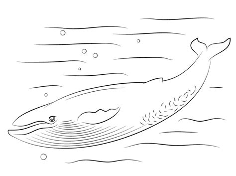 blue whale coloring pages whale coloring pages coloring pages