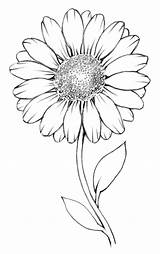 Drawing Daisy Flower Daisies Flowers Outline Draw Drawings Easy Simple Small Paintingvalley Sunflower Getdrawings Show Curved Month sketch template