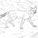 Wild African Dog Coloring Pages Getcolorings Getdrawings sketch template