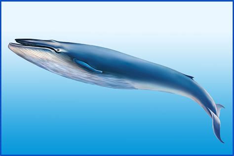 blue whale facts breathtaking gentle giants   ocean animal sake