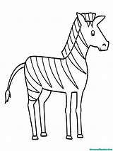Zebra Coloriage Zebre Mewarnai Dibujo Cebra Getdrawings Belajar Imprimé Fois sketch template