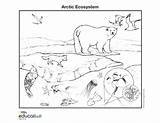 Tundra Animals Drawing Coloring Arctic Kids Pages Getdrawings sketch template