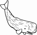 Whale Sperm Wal Ausmalen Colorare Pottwal Ausmalbilder Capodoglio Ausmalbild Disegno Baleias Cliparts Baleia Ballenas sketch template