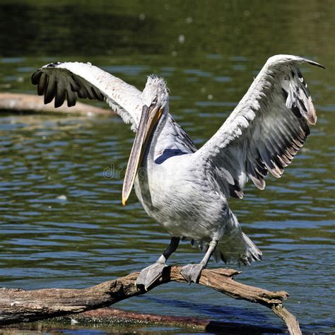 pelican  spread wings stock photo image  wild