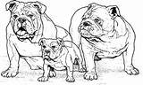 Coloring Pages Family Boxer Dog Bulldog Color sketch template