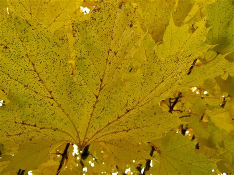 autumn  spotted leaf stock photo freeimagescom
