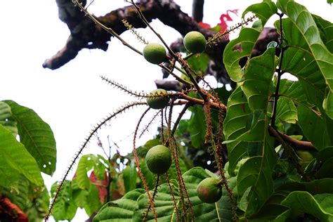brazilian longan penang tropical fruit farm