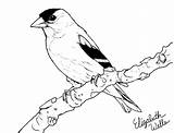 Goldfinch Drawing American Getdrawings Feel sketch template