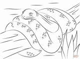 Anaconda Pitone Serpent Colorier Snakes sketch template