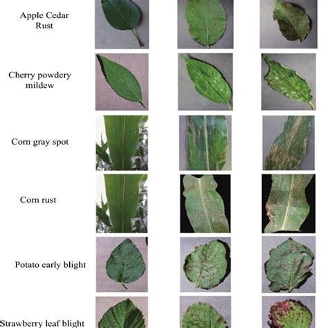 Identification Of Different Types Of Crop Diseases Some Pictures Are