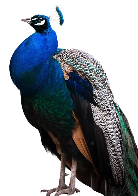 peacock png transparent image pngpix