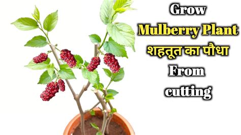 grow mulberry plant  cutting uai