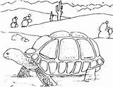 Desert Coloring Pages Turtle Kids sketch template