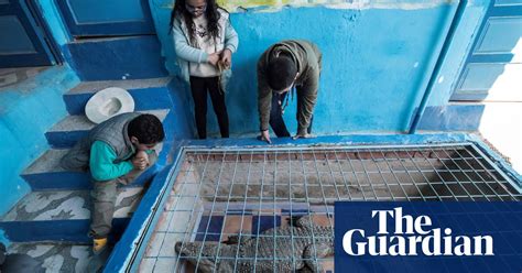 egypt s tamed crocodiles in pictures art and design the guardian